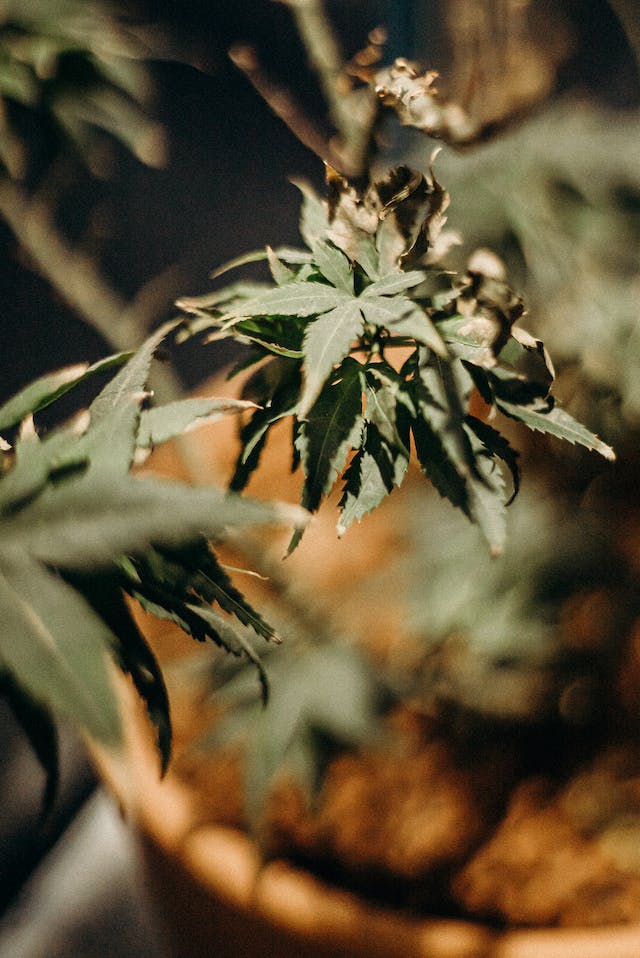 Cannabis et Bien-Être : Une Approche Naturelle pour Améliorer votre Santé
