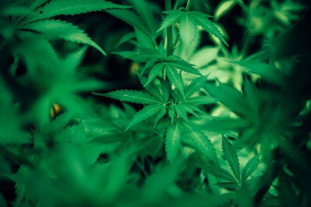 Culture du Cannabis : À la découverte d’une communauté en pleine croissance